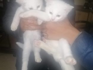 Persian Kittens for sale in Rawalpindi/Islamabad