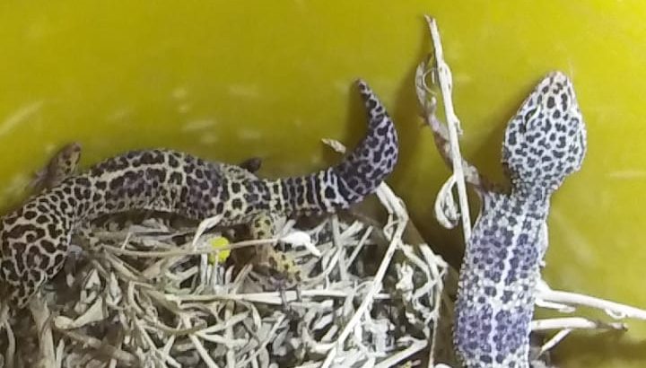 leopard geckos for sale pair