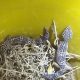 leopard geckos for sale pair