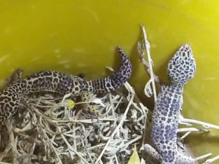 leopard geckos for sale pair