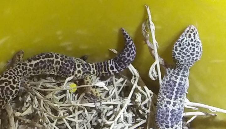 leopard geckos for sale pair