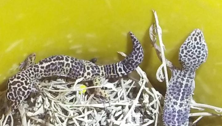 leopard geckos for sale pair