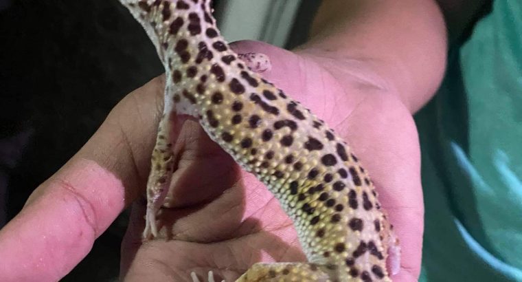 leopard geckos for sale pair