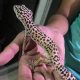 leopard geckos for sale pair