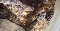 leopard geckos for sale pair