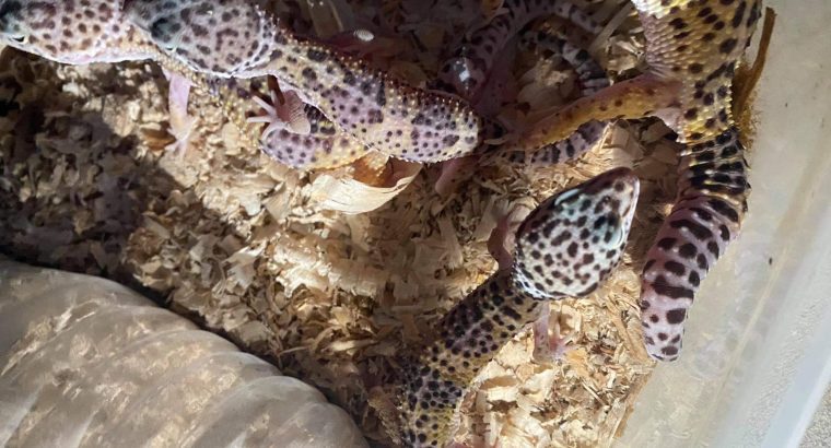 leopard geckos for sale pair