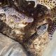 leopard geckos for sale pair