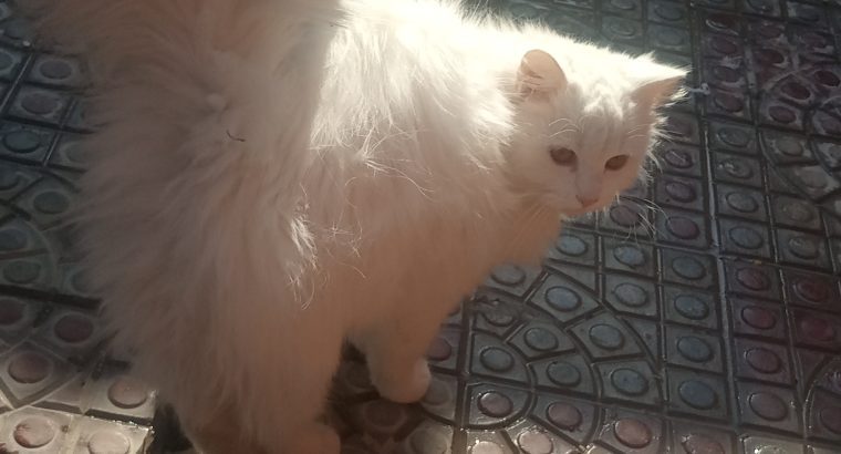 Persian Kitten