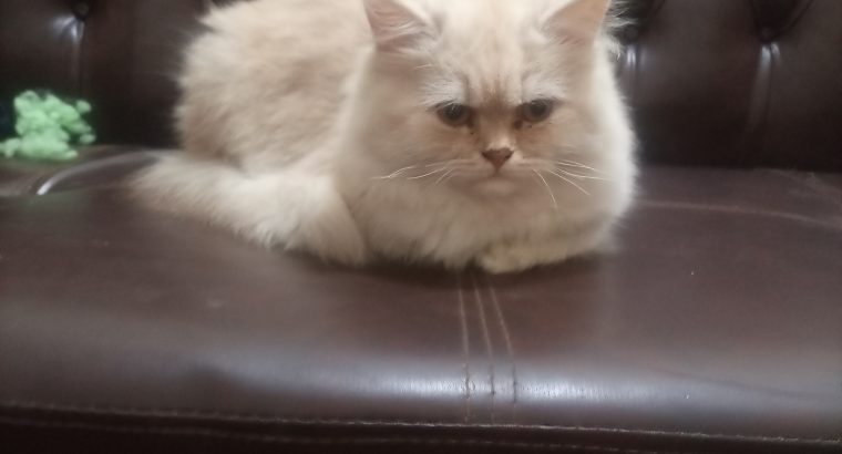 Persian Kitten