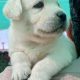 Labrador female pup available in Rawalpindi