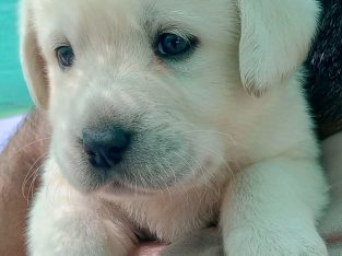 Labrador female pup available in Rawalpindi