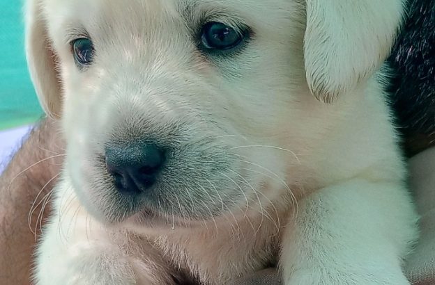 Labrador female pup available in Rawalpindi