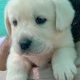 Labrador female pup available in Rawalpindi