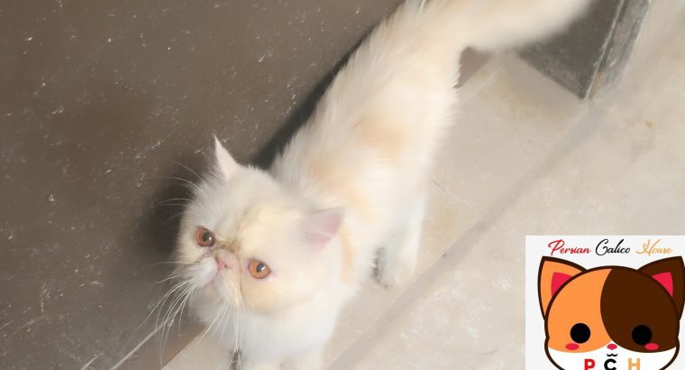 Peki male cat