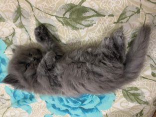 Semi punch pure Persian kitten