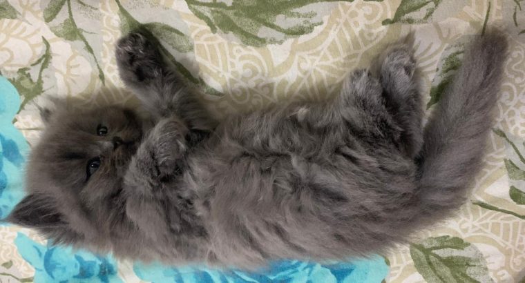 Semi punch pure Persian kitten