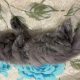 Semi punch pure Persian kitten