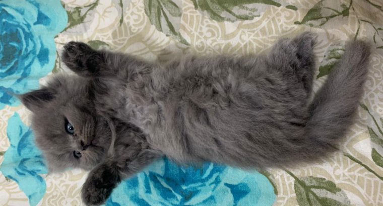 Semi punch pure Persian kitten