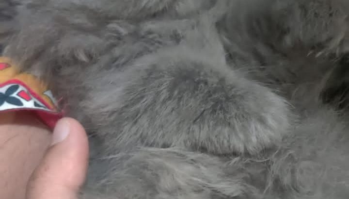 Semi punch pure Persian kitten