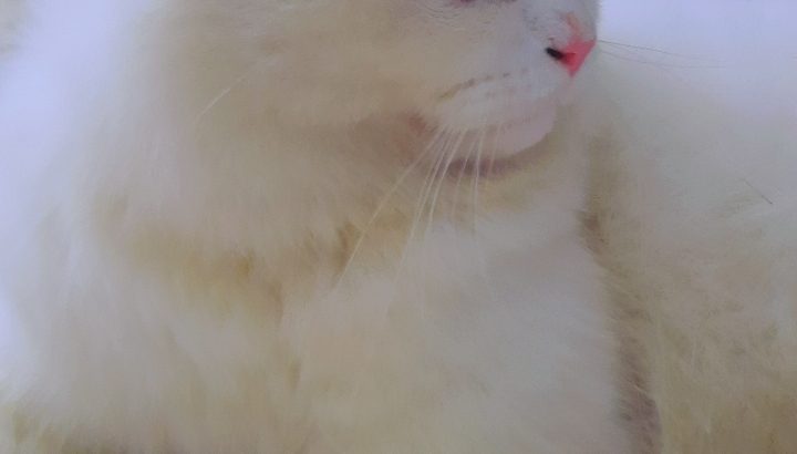 Persian Cat for Urgent Sale