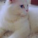 Persian Cat for Urgent Sale