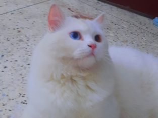 Persian Cat for Urgent Sale