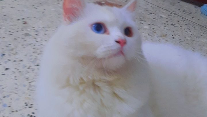 Persian Cat for Urgent Sale