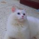 Persian Cat for Urgent Sale