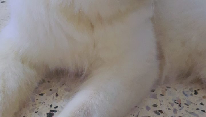 Persian Cat for Urgent Sale