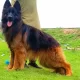 German shepherd proper long coat male age 24 month