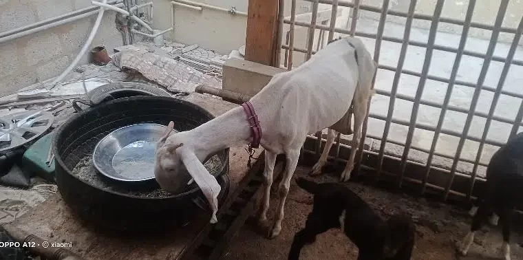 pure gulabi bakri