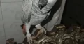 grey parrot