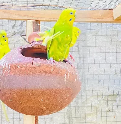 Parrots for sale with cage