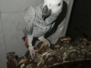 grey parrot