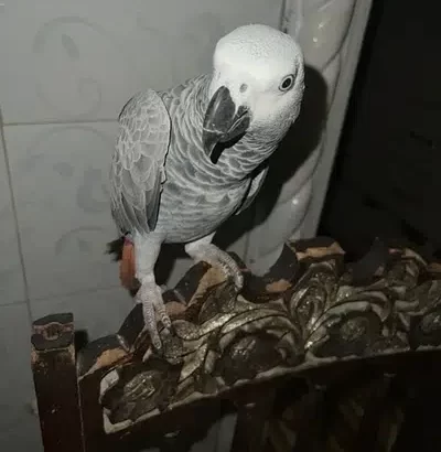 grey parrot