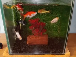 fish with aquarium