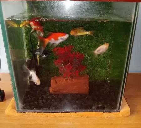 fish with aquarium