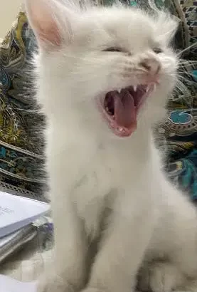 persian kitten