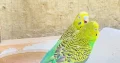 Parrots for sale with cage