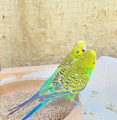 Parrots for sale with cage