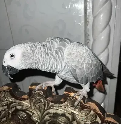 grey parrot