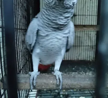 Grey parrot, The Talking Machine.