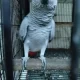 Grey parrot, The Talking Machine.