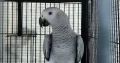 Grey parrot, The Talking Machine.