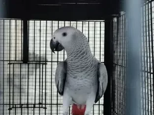 Grey parrot, The Talking Machine.