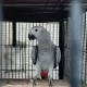 Grey parrot, The Talking Machine.