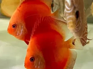 A Grade Discus Fish