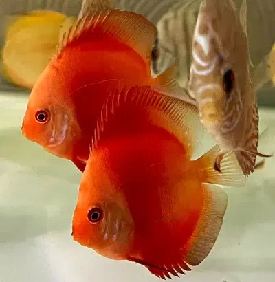 A Grade Discus Fish