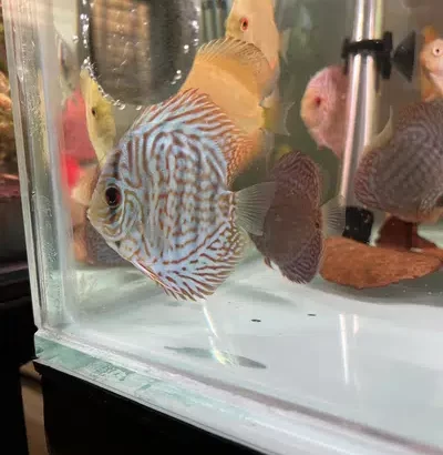 A Grade Discus Fish