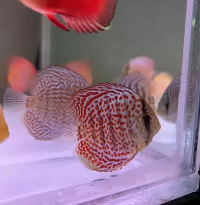 A Grade Discus Fish